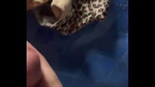 Scads shrink from useful to cum on pantys